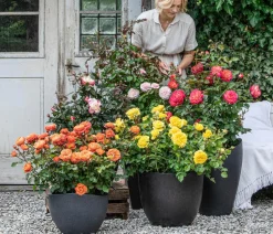 Edelrose 'Nostalgie®'