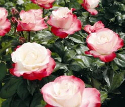 Edelrose 'Nostalgie®'