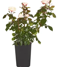 Edelrose 'Nostalgie®'
