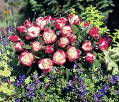 Edelrose 'Nostalgie®'
