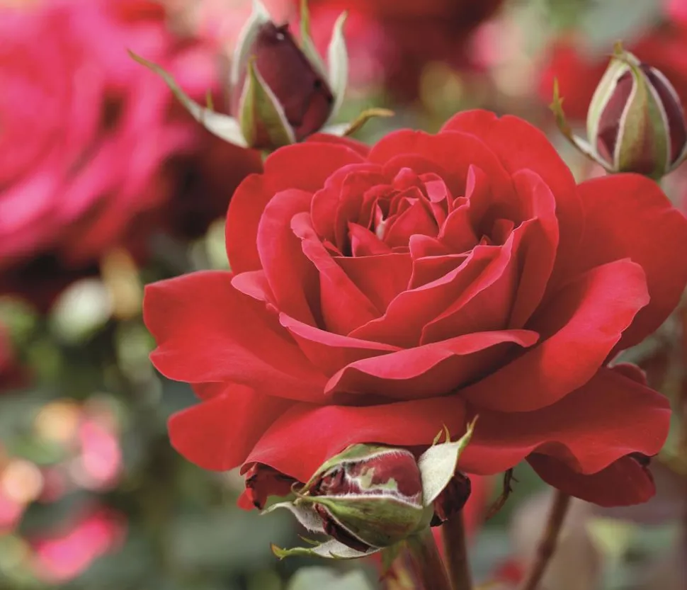 Edelrose 'Störtebeker®'