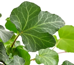 Efeu - Hedera helix, Ampel