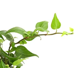 Efeu - Hedera helix, grünlaubig