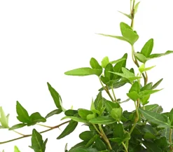 Efeu - Hedera helix, grünlaubig