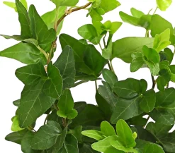 Efeu - Hedera helix, grünlaubig