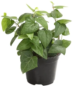 Efeu - Hedera helix, grünlaubig