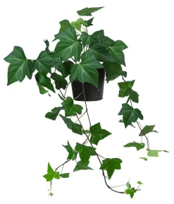 Efeu - Hedera helix, Hydrokultur