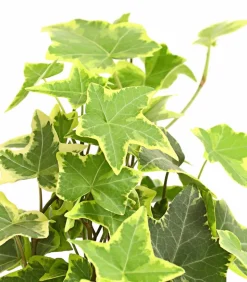 Efeu - Hedera helix, verschiedene Sorten