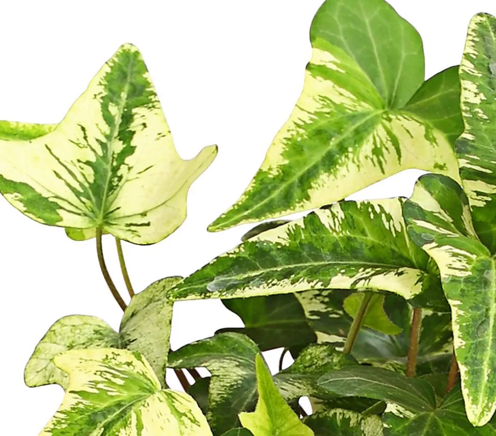 Efeu - Hedera helix, verschiedene Sorten