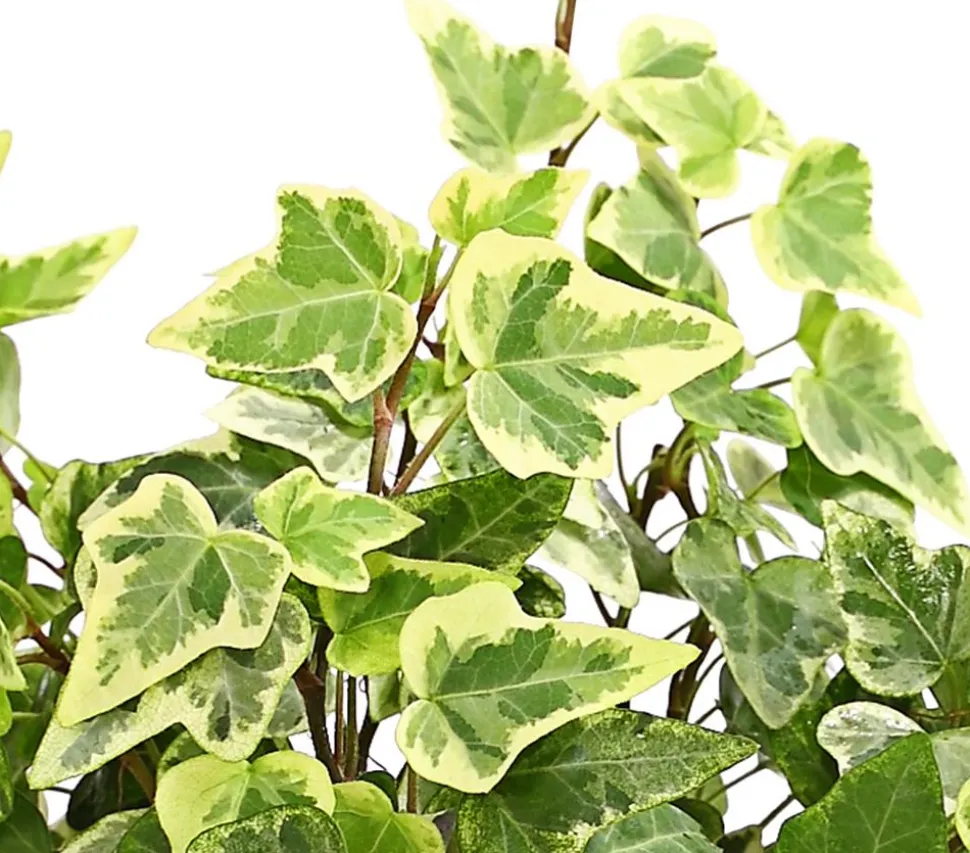 Efeu - Hedera helix, verschiedene Sorten