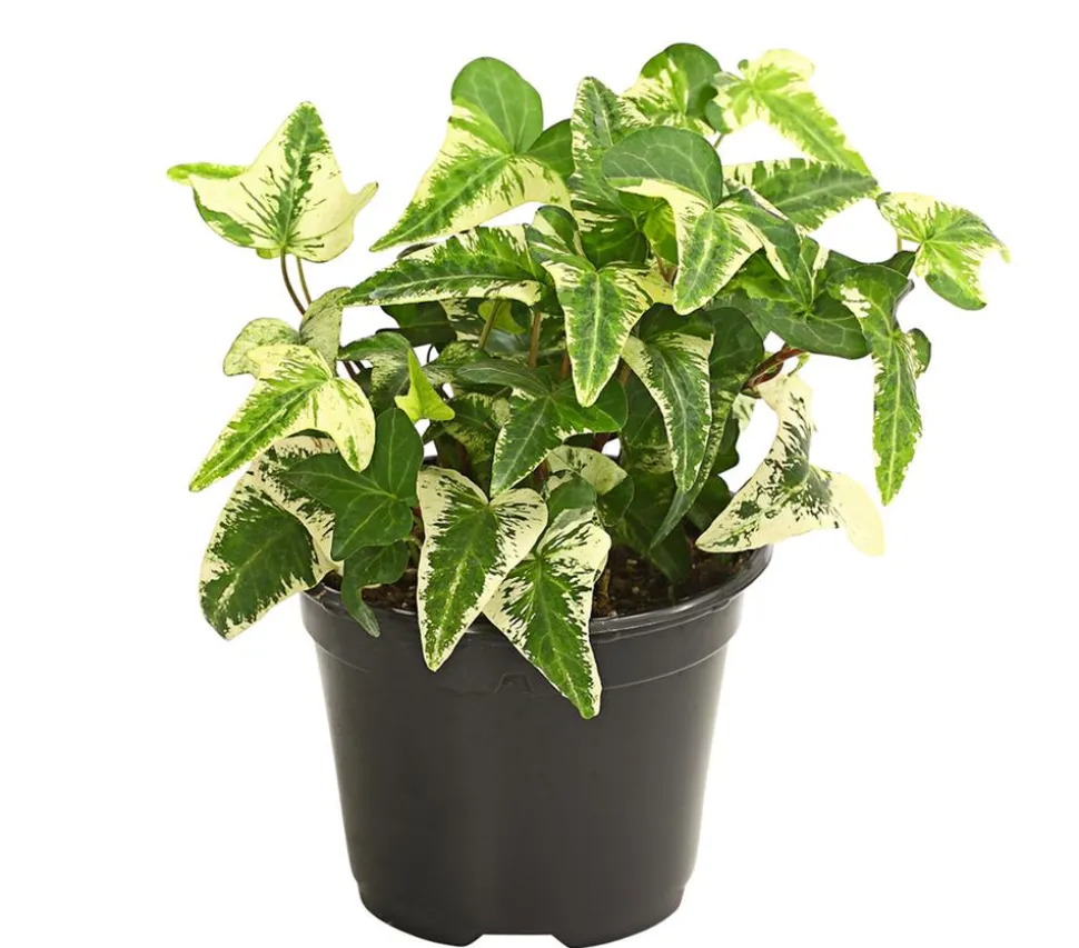 Efeu - Hedera helix, verschiedene Sorten