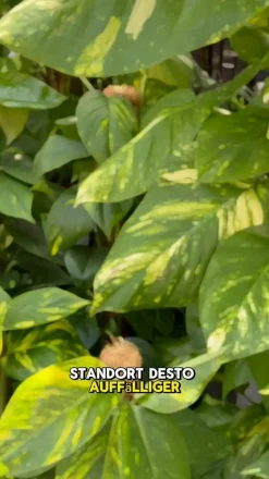 Efeutute - Epipremnum aureum am Moosstab