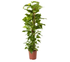 Efeutute - Epipremnum aureum am Moosstab