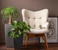 Efeutute - Epipremnum aureum, Hydrokultur