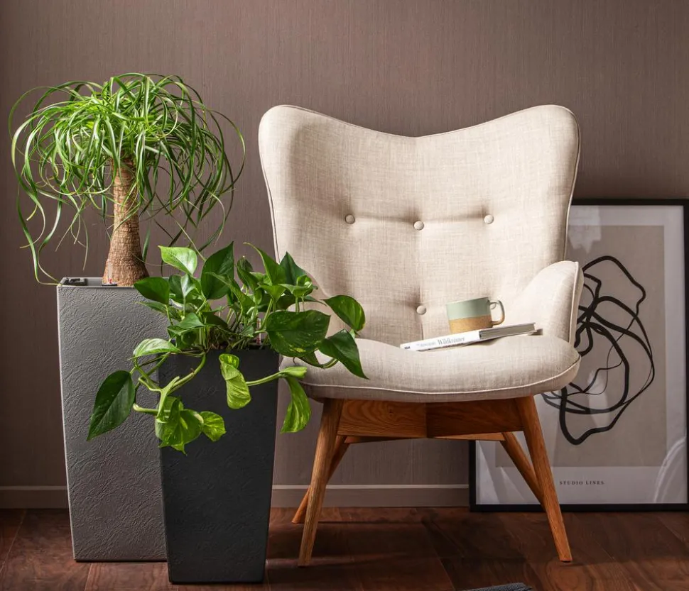 Efeutute - Epipremnum aureum, Hydrokultur