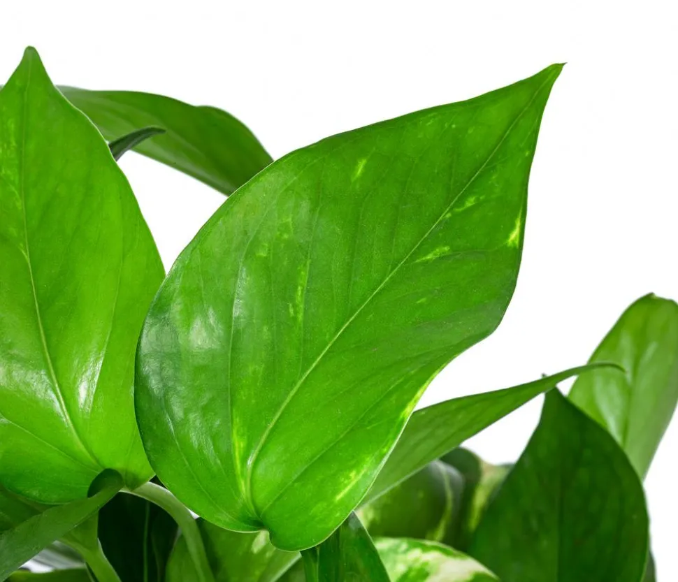 Efeutute - Epipremnum aureum, Hydrokultur