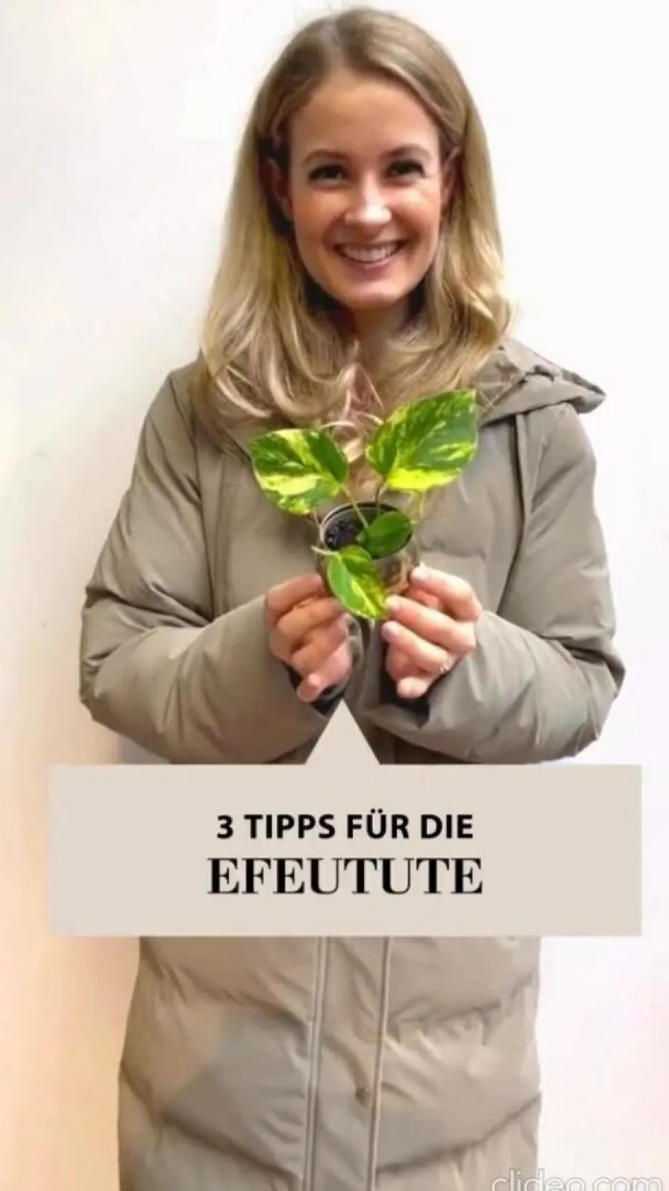 Efeutute - Epipremnum aureum, Hydrokultur