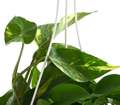 Efeutute - Epipremnum aureum 'Torro', Ampel