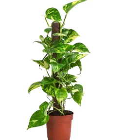 Efeutute - Epipremnum aureum am Kratistestab