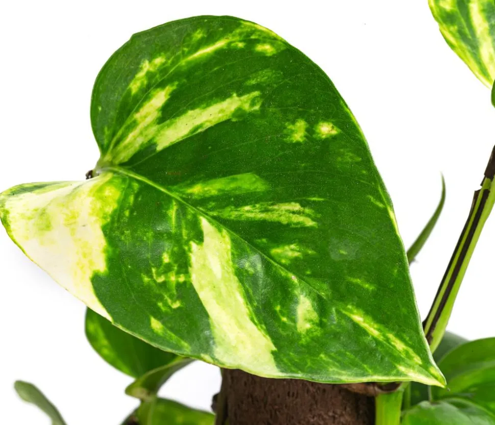 Efeutute - Epipremnum aureum am Kratistestab