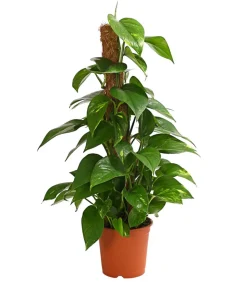 Efeutute - Epipremnum aureum am Moosstab