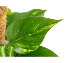 Efeutute - Epipremnum aureum am Moosstab
