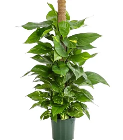 Efeutute - Epipremnum aureum am Moosstab