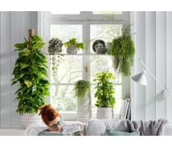 Efeutute - Epipremnum aureum am Moosstab