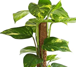Efeutute - Epipremnum aureum am Moosstab