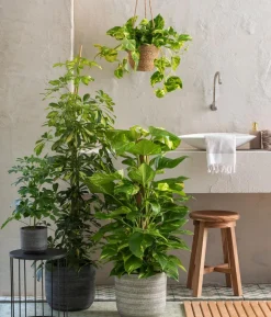Efeutute - Epipremnum aureum am Moosstab