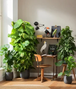 Efeutute - Epipremnum aureum am Moosstab