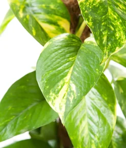 Efeutute - Epipremnum aureum am Moosstab