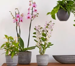Efeutute - Epipremnum aureum 'Torro', Ampel