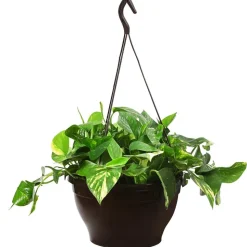 Efeutute - Epipremnum aureum 'Torro', Ampel