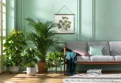 Efeutute - Epipremnum aureum 'Torro', Ampel