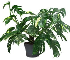 Efeutute - Epipremnum pinnatum 'Goldfinger'