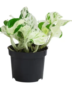 Efeututen-Set - Epipremnum, 3-teilig