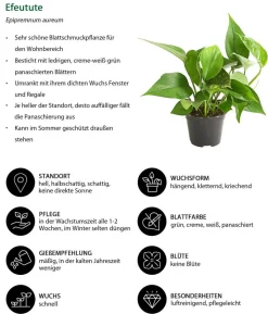Efeututen-Set, 2-teilig