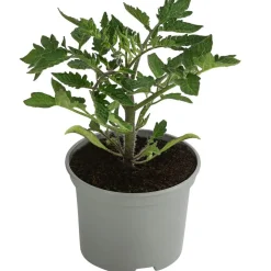 Eiertomate, rot