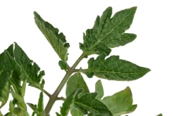 Eiertomate, rot