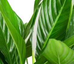 Einblatt - Spathiphyllum wallisii, in Keramik