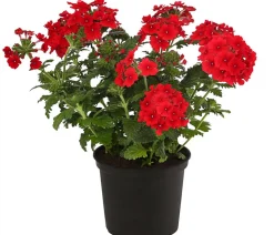 Eisenkraut, hängend