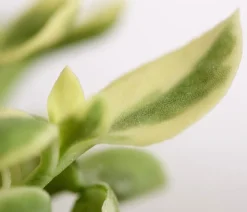 Eiskraut