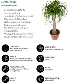 Elefantenfuß - Beaucarnea recurvata