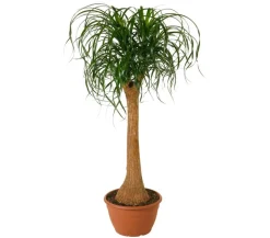 Elefantenfuß - Beaucarnea recurvata