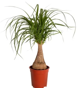 Elefantenfuß - Beaucarnea recurvata