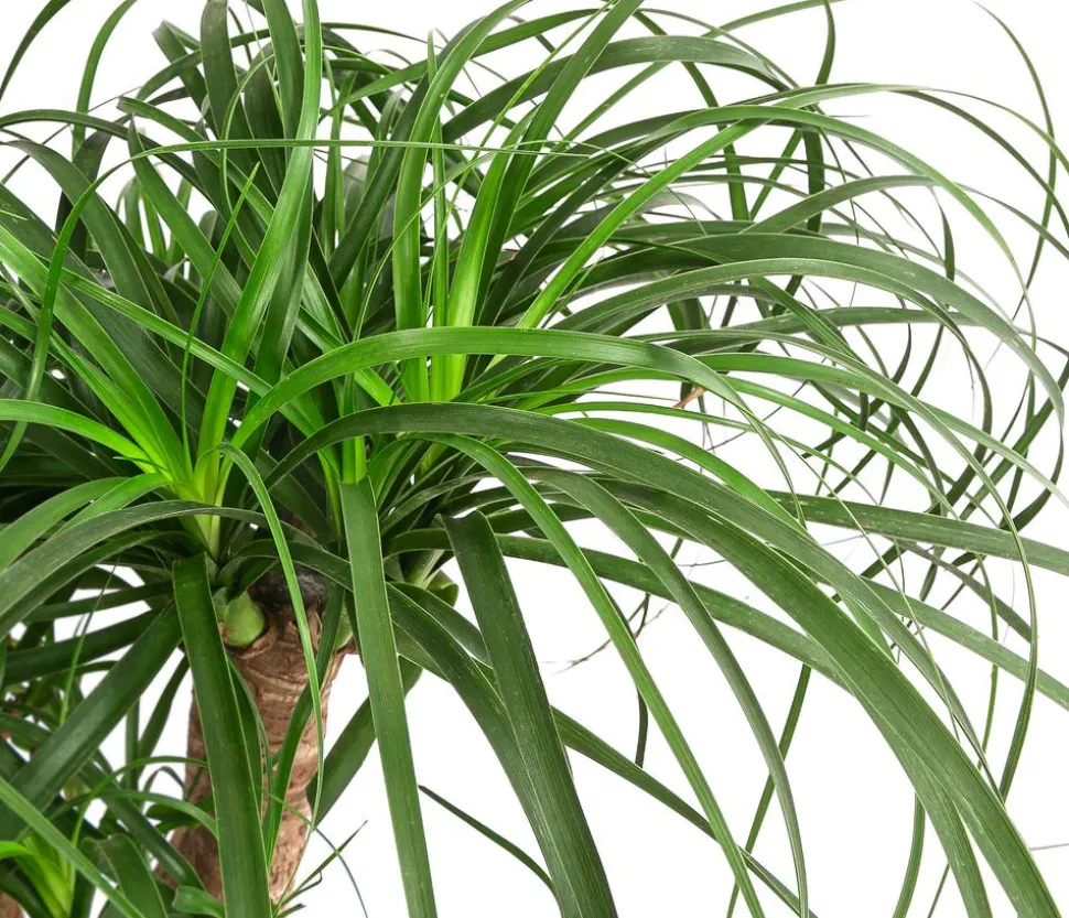 Elefantenfuß - Beaucarnea recurvata, Hydrokultur