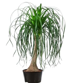 Elefantenfuß - Beaucarnea recurvata, Hydrokultur