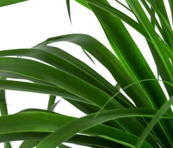 Elefantenfuß - Beaucarnea recurvata, Hydrokultur