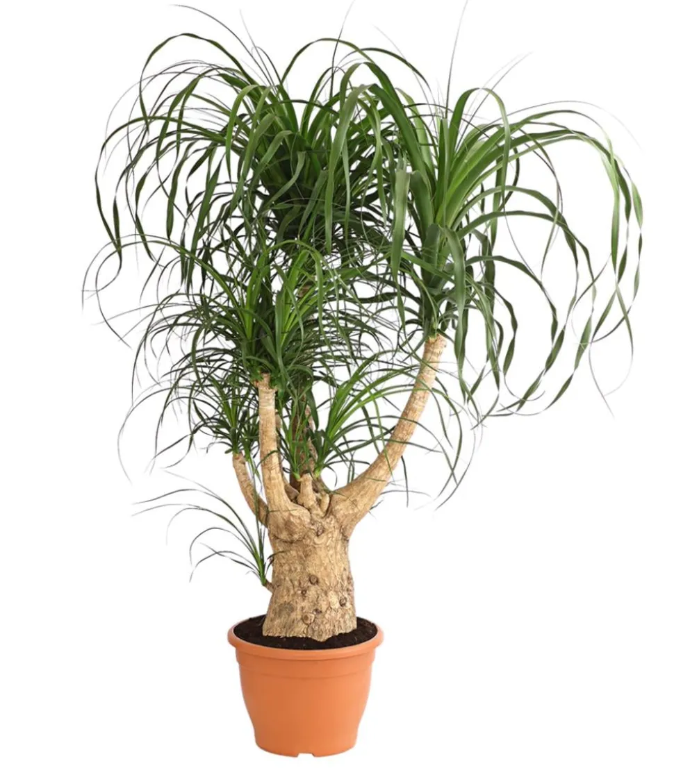 Elefantenfuß - Beaucarnea recurvata, verzweigt